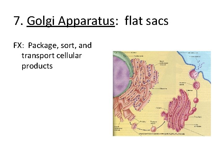 7. Golgi Apparatus: flat sacs FX: Package, sort, and transport cellular products 