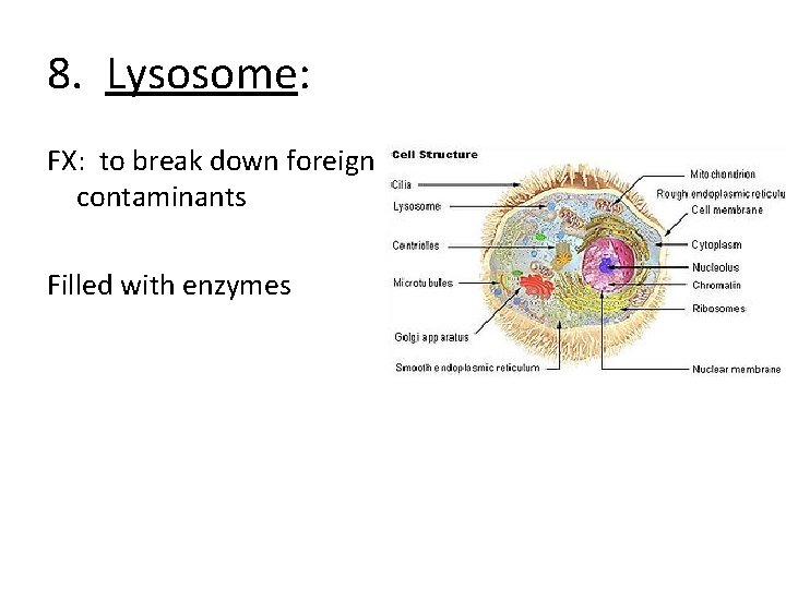 8. Lysosome: FX: to break down foreign contaminants Filled with enzymes 