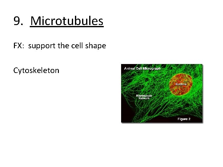 9. Microtubules FX: support the cell shape Cytoskeleton 