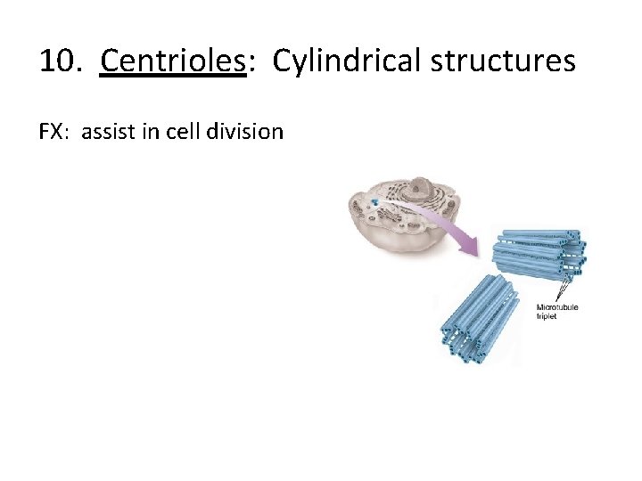 10. Centrioles: Cylindrical structures FX: assist in cell division 