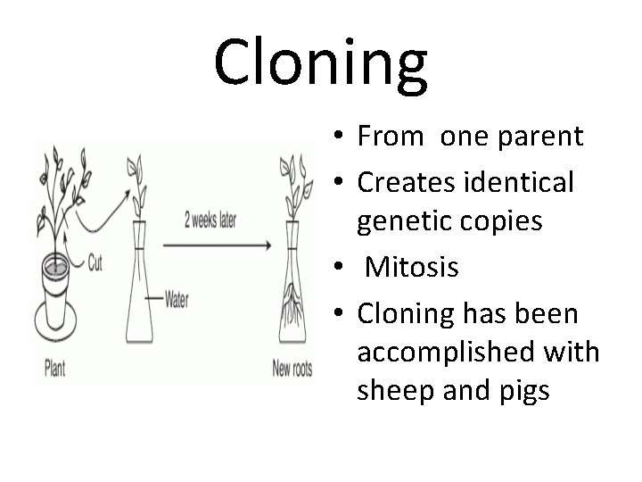 Cloning • From one parent • Creates identical genetic copies • Mitosis • Cloning