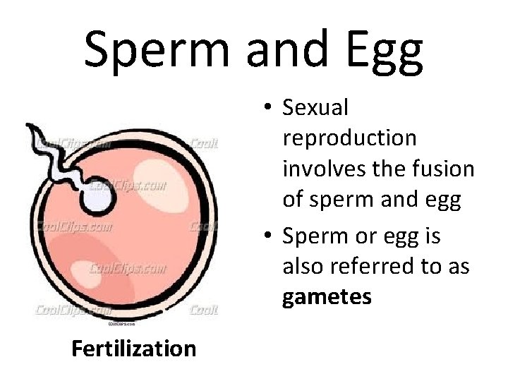 Sperm and Egg • Sexual reproduction involves the fusion of sperm and egg •