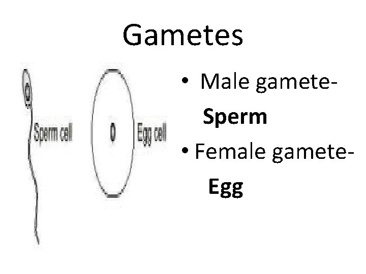 Gametes • Male gamete. Sperm • Female gamete. Egg 