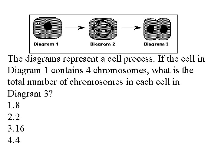 The diagrams represent a cell process. If the cell in Diagram 1 contains 4