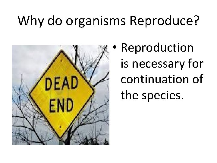 Why do organisms Reproduce? • Reproduction is necessary for continuation of the species. 