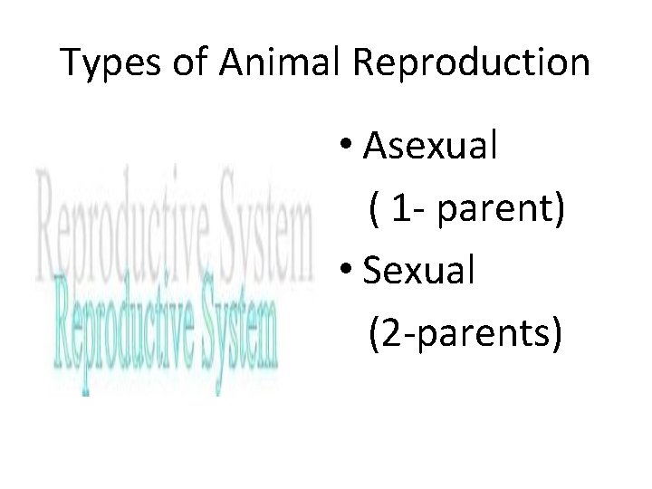Types of Animal Reproduction • Asexual ( 1 - parent) • Sexual (2 -parents)