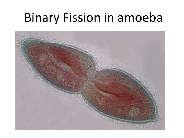 Binary Fission in amoeba 