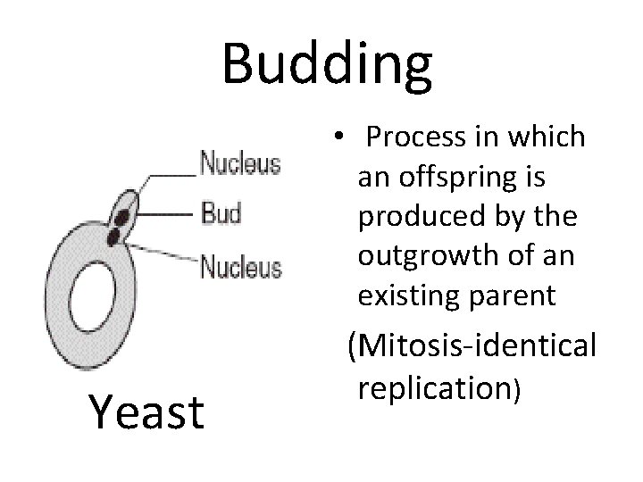 Budding • Process in which an offspring is produced by the outgrowth of an