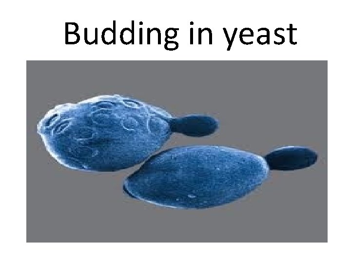 Budding in yeast 