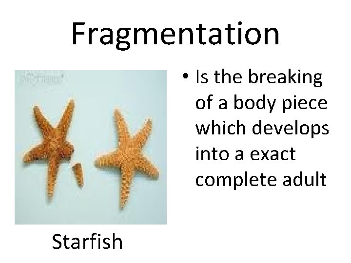 Fragmentation • Is the breaking of a body piece which develops into a exact