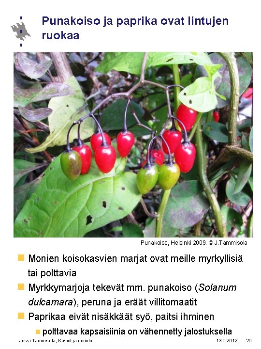 Punakoiso ja paprika ovat lintujen ruokaa Punakoiso, Helsinki 2009. © J. Tammisola n Monien