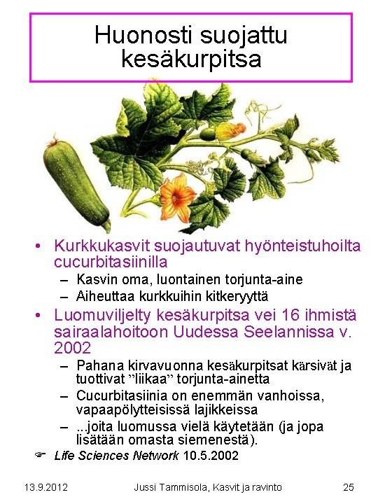 Huonosti suojattu kesäkurpitsa • Kurkkukasvit suojautuvat hyönteistuhoilta cucurbitasiinilla – Kasvin oma, luontainen torjunta-aine –