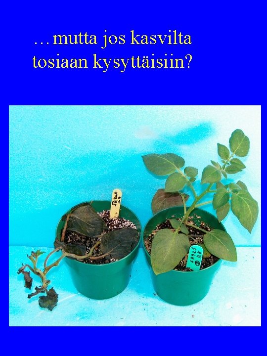 …mutta jos kasvilta tosiaan kysyttäisiin? 