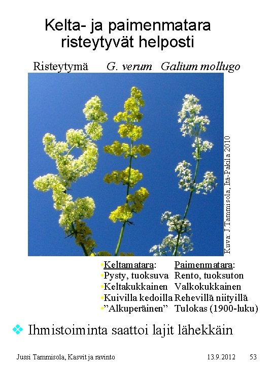 Kelta- ja paimenmatara risteytyvät helposti G. verum Galium mollugo Kuva: J. Tammisola, Itä-Pakila 2010