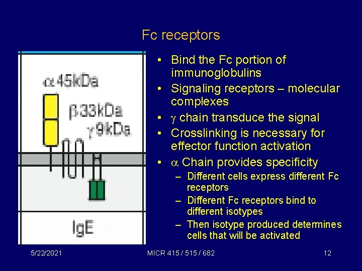 Fc receptors • Bind the Fc portion of immunoglobulins • Signaling receptors – molecular