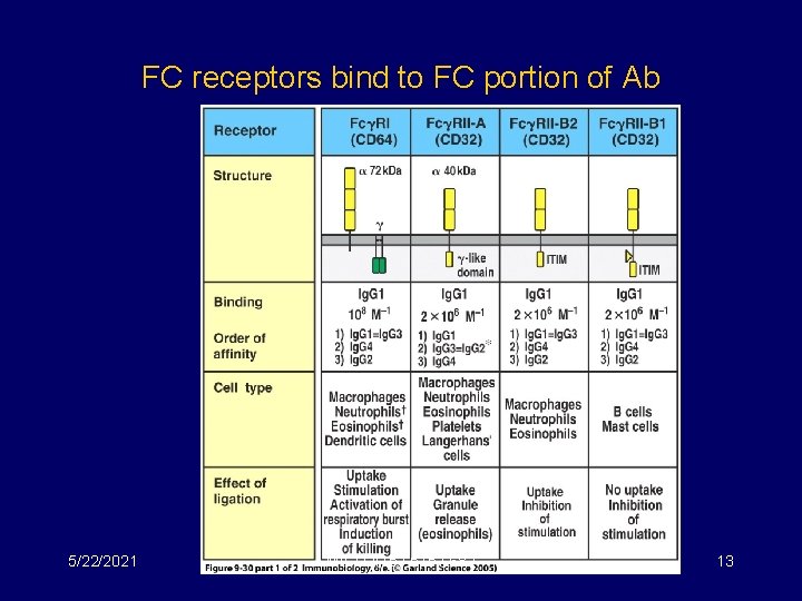 FC receptors bind to FC portion of Ab 5/22/2021 MICR 415 / 515 /