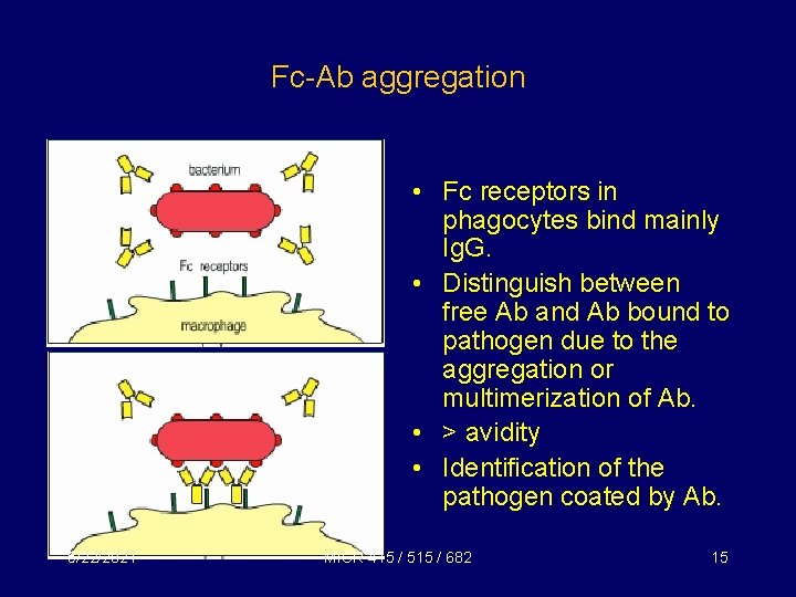 Fc-Ab aggregation • Fc receptors in phagocytes bind mainly Ig. G. • Distinguish between