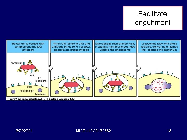 Facilitate engulfment 5/22/2021 MICR 415 / 515 / 682 18 