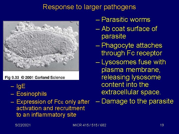 Response to larger pathogens – Parasitic worms – Ab coat surface of parasite –