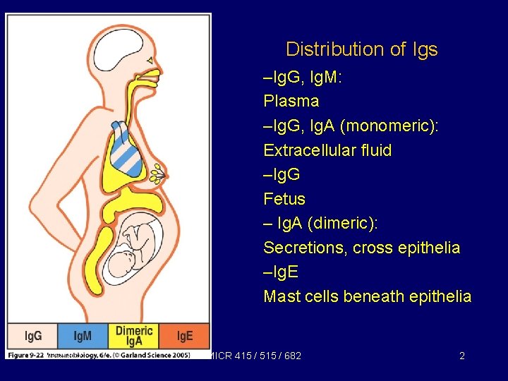 Distribution of Igs –Ig. G, Ig. M: Plasma –Ig. G, Ig. A (monomeric): Extracellular