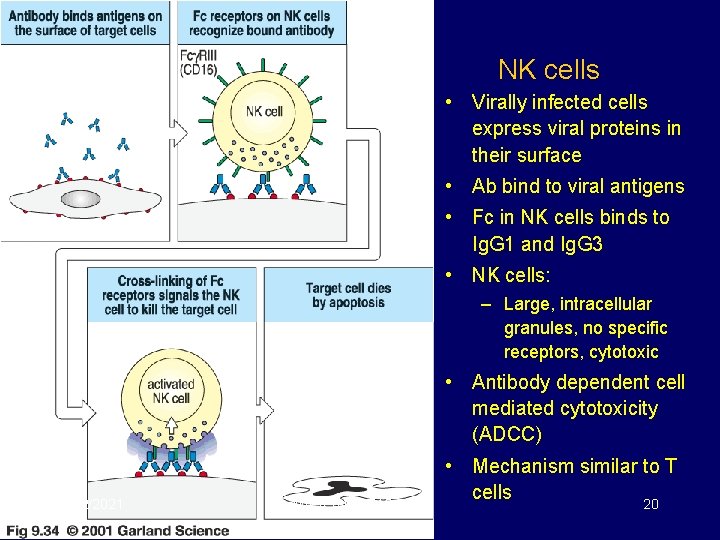 NK cells • Virally infected cells express viral proteins in their surface • Ab