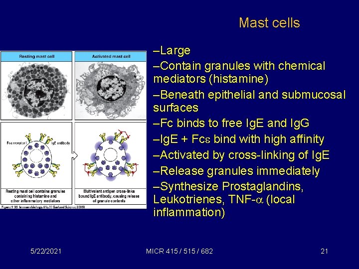 Mast cells –Large –Contain granules with chemical mediators (histamine) –Beneath epithelial and submucosal surfaces