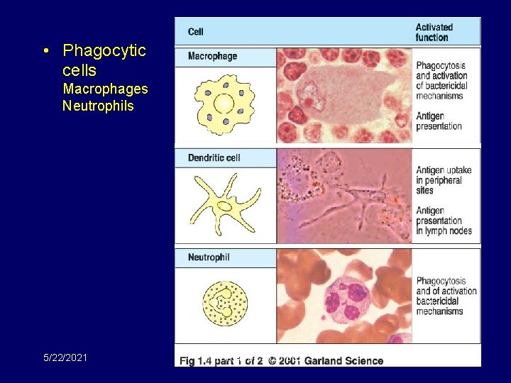  • Phagocytic cells Macrophages Neutrophils 5/22/2021 MICR 415 / 515 / 682 23