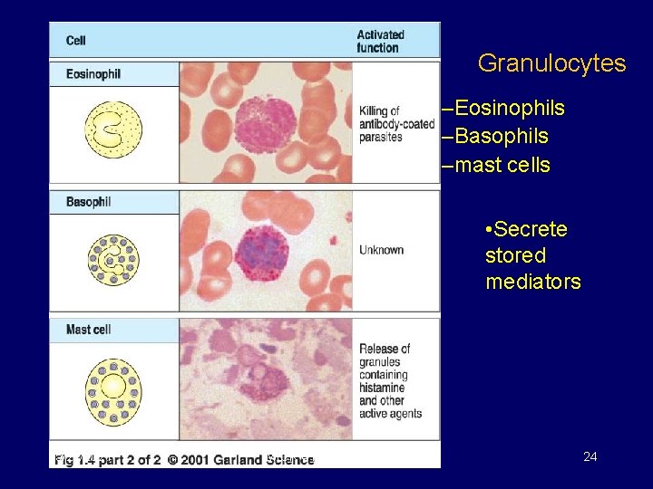 Granulocytes –Eosinophils –Basophils –mast cells • Secrete stored mediators 5/22/2021 MICR 415 / 515