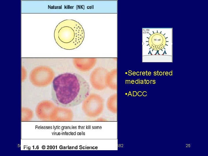  • Secrete stored mediators • ADCC 5/22/2021 MICR 415 / 515 / 682