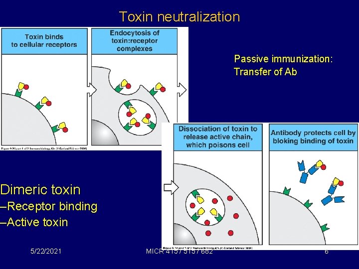 Toxin neutralization Passive immunization: Transfer of Ab Dimeric toxin –Receptor binding –Active toxin 5/22/2021