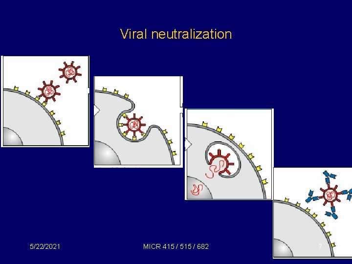 Viral neutralization 5/22/2021 MICR 415 / 515 / 682 7 