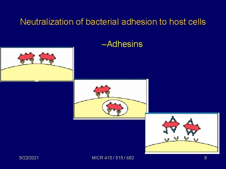 Neutralization of bacterial adhesion to host cells –Adhesins 5/22/2021 MICR 415 / 515 /