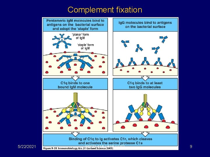 Complement fixation 5/22/2021 MICR 415 / 515 / 682 9 