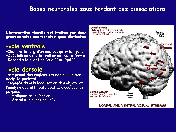 Bases neuronales sous tendant ces dissociations L’information visuelle est traitée par deux grandes voies