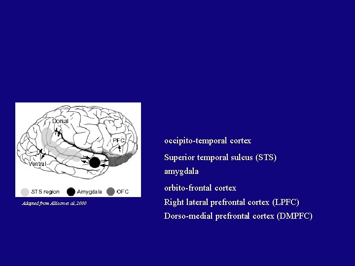 occipito-temporal cortex Superior temporal sulcus (STS) amygdala orbito-frontal cortex Adapted from Allison et al.