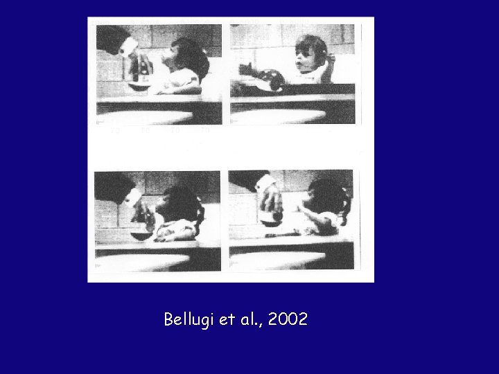 Bellugi et al. , 2002 