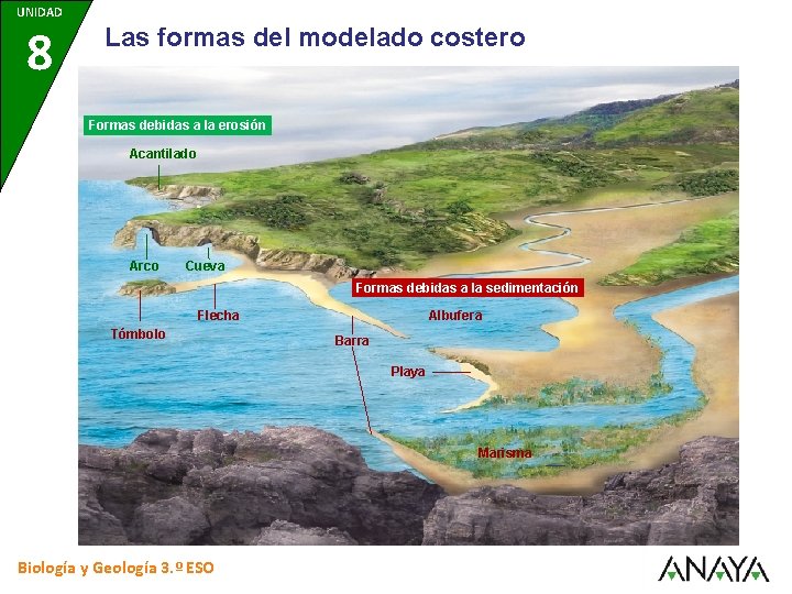 UNIDAD 8 Las formas del modelado costero Formas debidas a la erosión Acantilado Arco