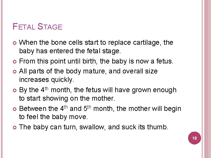 FETAL STAGE When the bone cells start to replace cartilage, the baby has entered