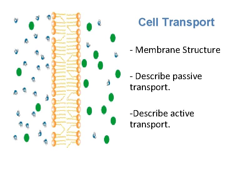 Cell Transport - Membrane Structure - Describe passive transport. -Describe active transport. 