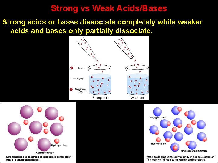 Strong vs Weak Acids/Bases Strong acids or bases dissociate completely while weaker acids and