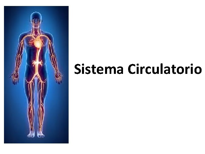 Sistema Circulatorio 