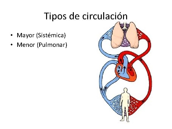 Tipos de circulación • Mayor (Sistémica) • Menor (Pulmonar) 