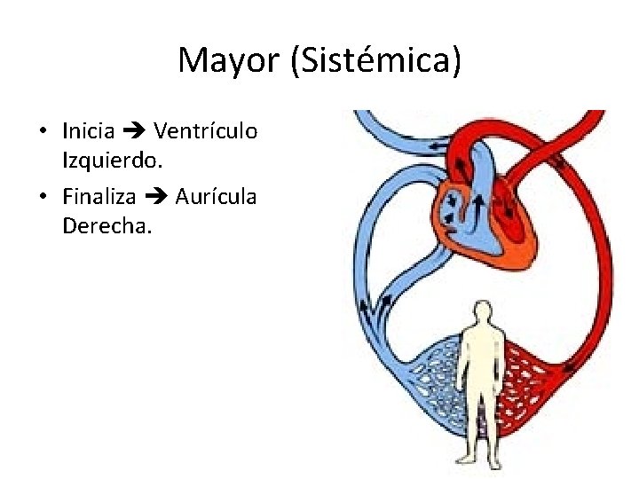 Mayor (Sistémica) • Inicia Ventrículo Izquierdo. • Finaliza Aurícula Derecha. 