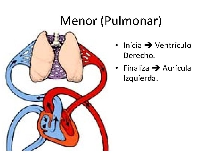 Menor (Pulmonar) • Inicia Ventrículo Derecho. • Finaliza Aurícula Izquierda. 