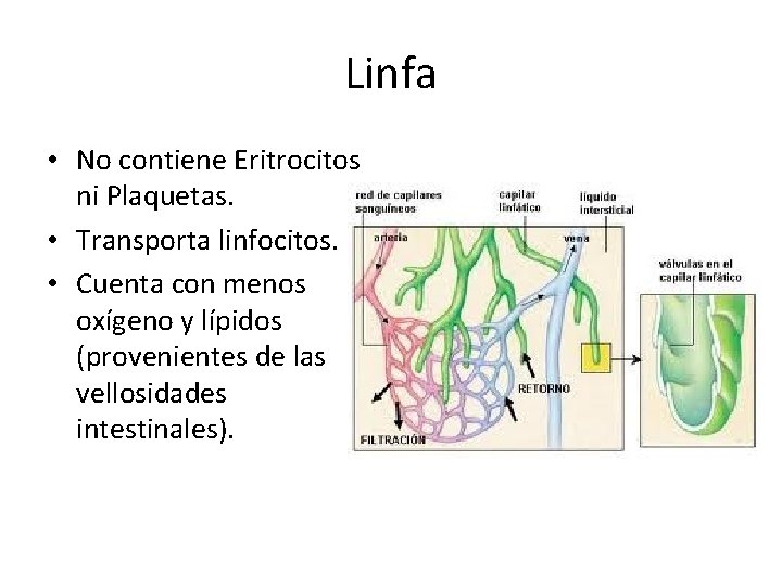 Linfa • No contiene Eritrocitos ni Plaquetas. • Transporta linfocitos. • Cuenta con menos