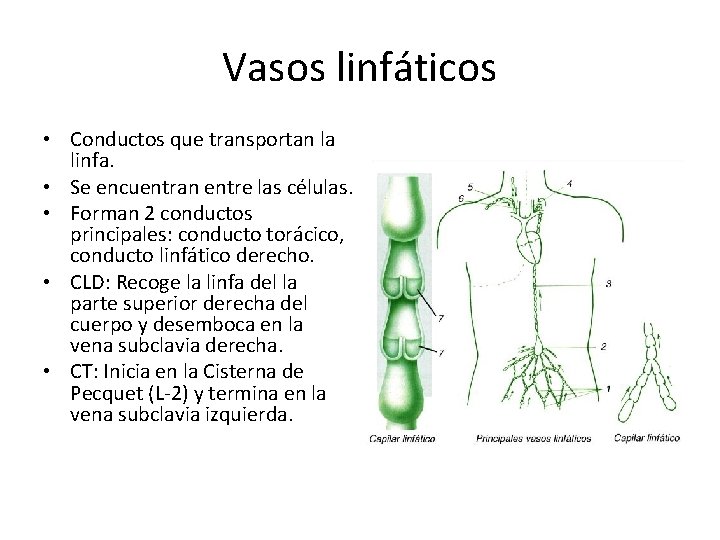 Vasos linfáticos • Conductos que transportan la linfa. • Se encuentran entre las células.