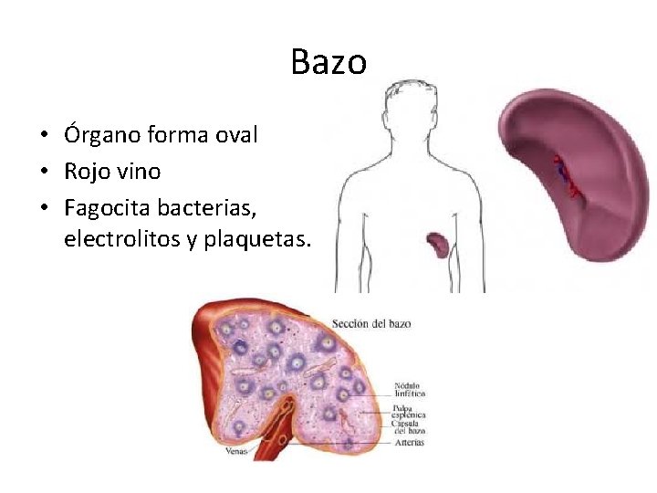 Bazo • Órgano forma oval • Rojo vino • Fagocita bacterias, electrolitos y plaquetas.