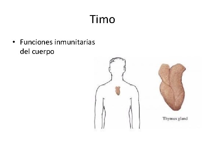 Timo • Funciones inmunitarias del cuerpo 