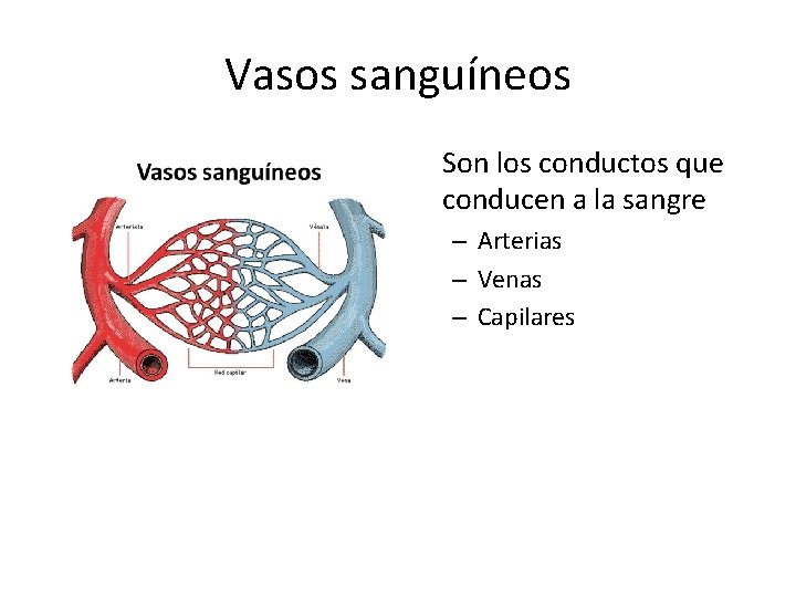 Vasos sanguíneos • Son los conductos que conducen a la sangre – Arterias –