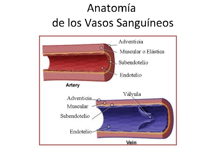 Anatomía de los Vasos Sanguíneos 